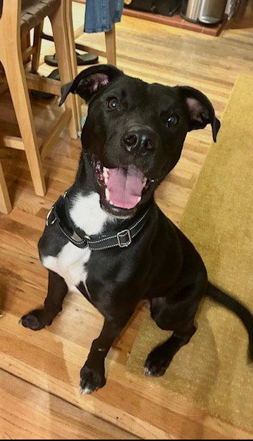 Enlarge Hansen, a Adoptable mixed breed in Midway, UT image 1/3