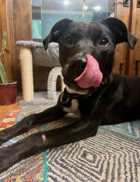 Enlarge Hansen, a Adoptable mixed breed in Midway, UT image 3/3