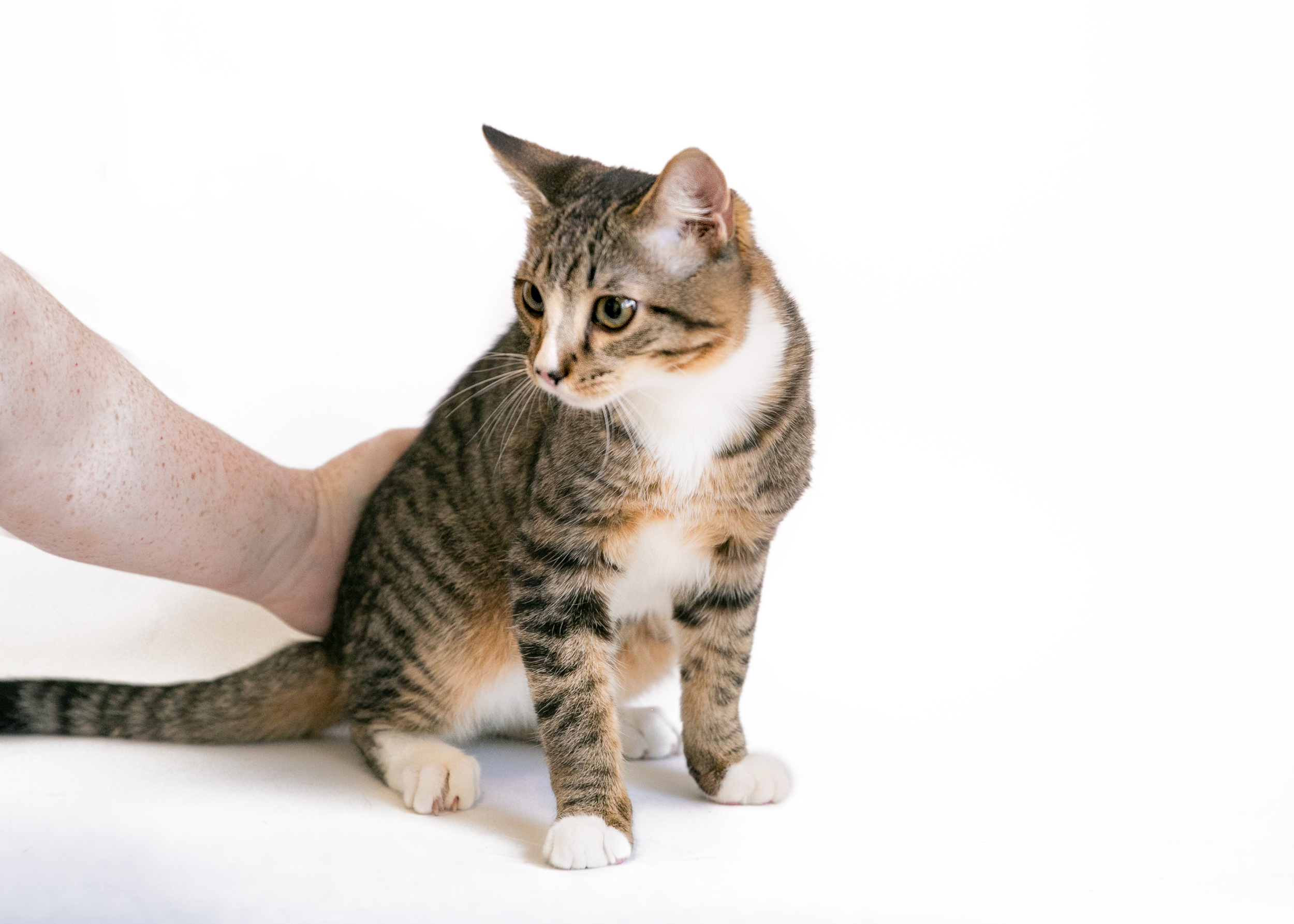 LEROY, an adoptable Domestic Short Hair in Homewood, AL, 35209 | Photo Image 4