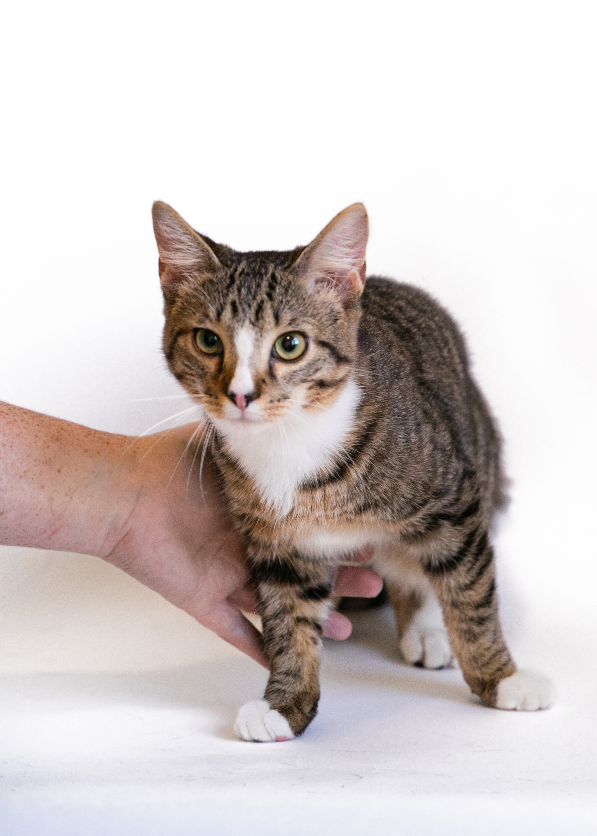 LEROY, an adoptable Domestic Short Hair in Homewood, AL, 35209 | Photo Image 5