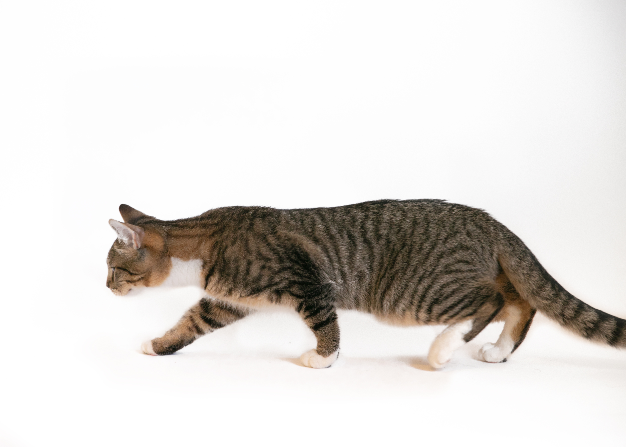 LEROY, an adoptable Domestic Short Hair in Homewood, AL, 35209 | Photo Image 2