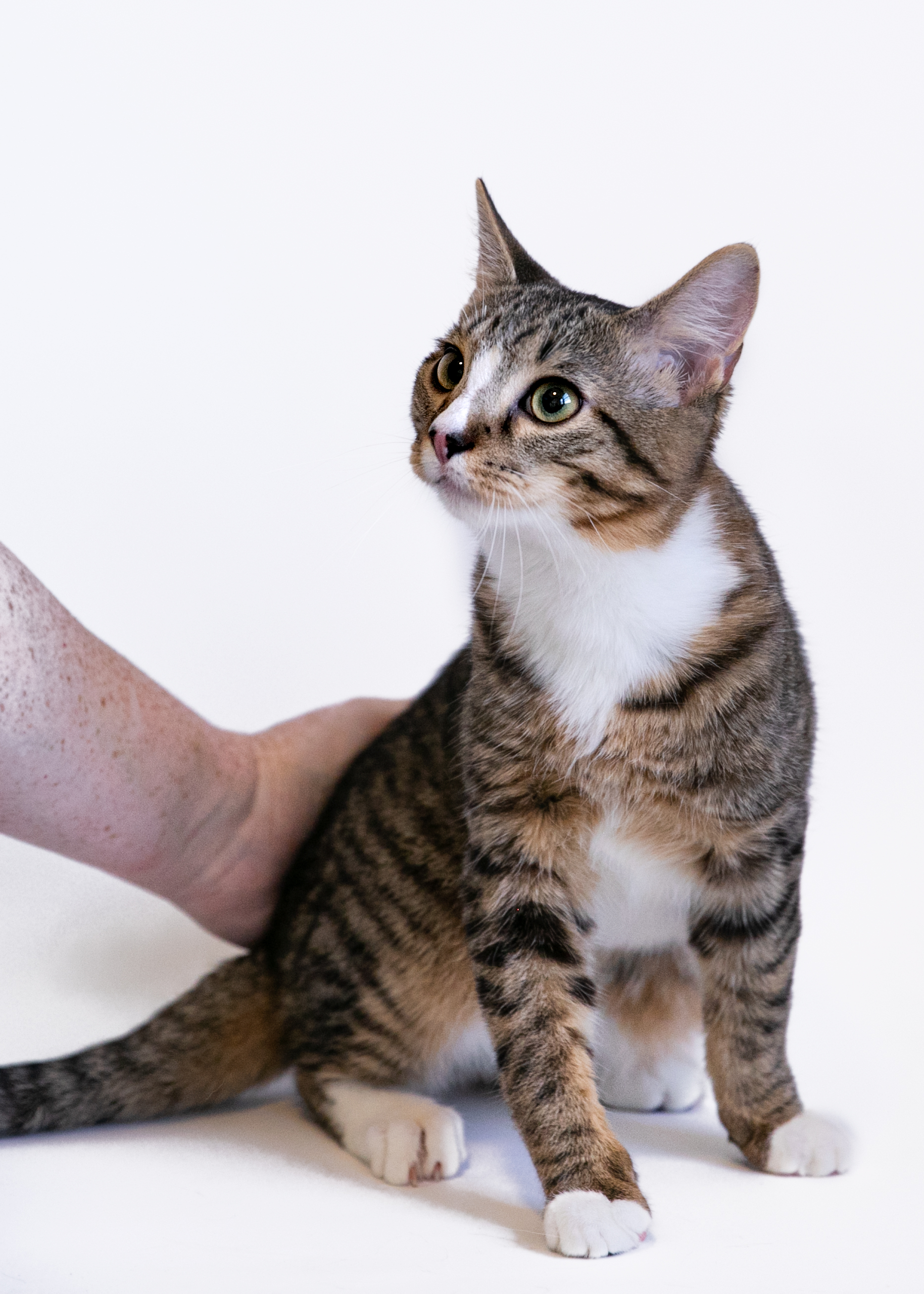 LEROY, an adoptable Domestic Short Hair in Homewood, AL, 35209 | Photo Image 3