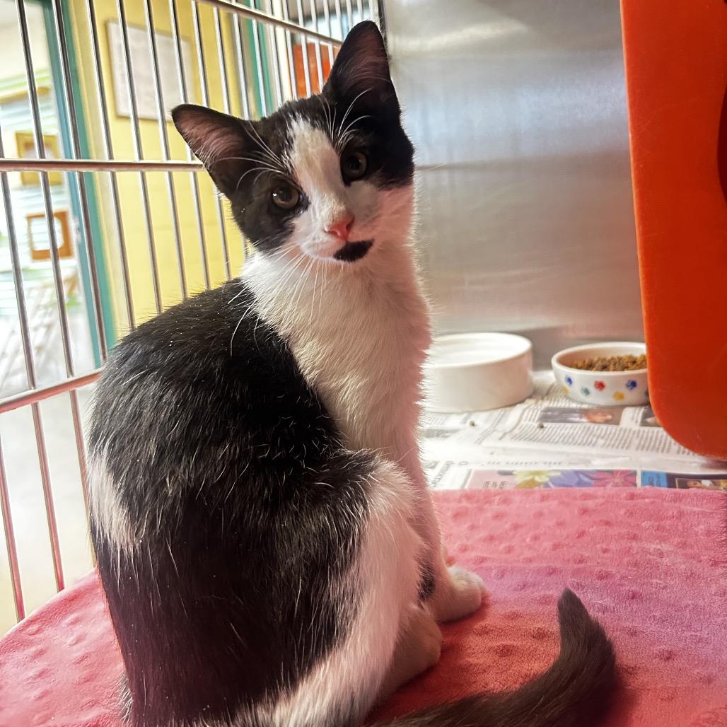 Patches, Adoptable, Kitten Male Domestic Short Hair.