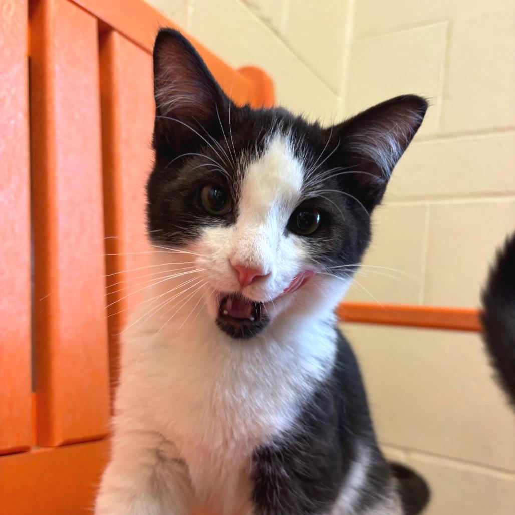 Enlarge Patches, a Adoptable Domestic Short Hair in Waukesha, WI image 2/2