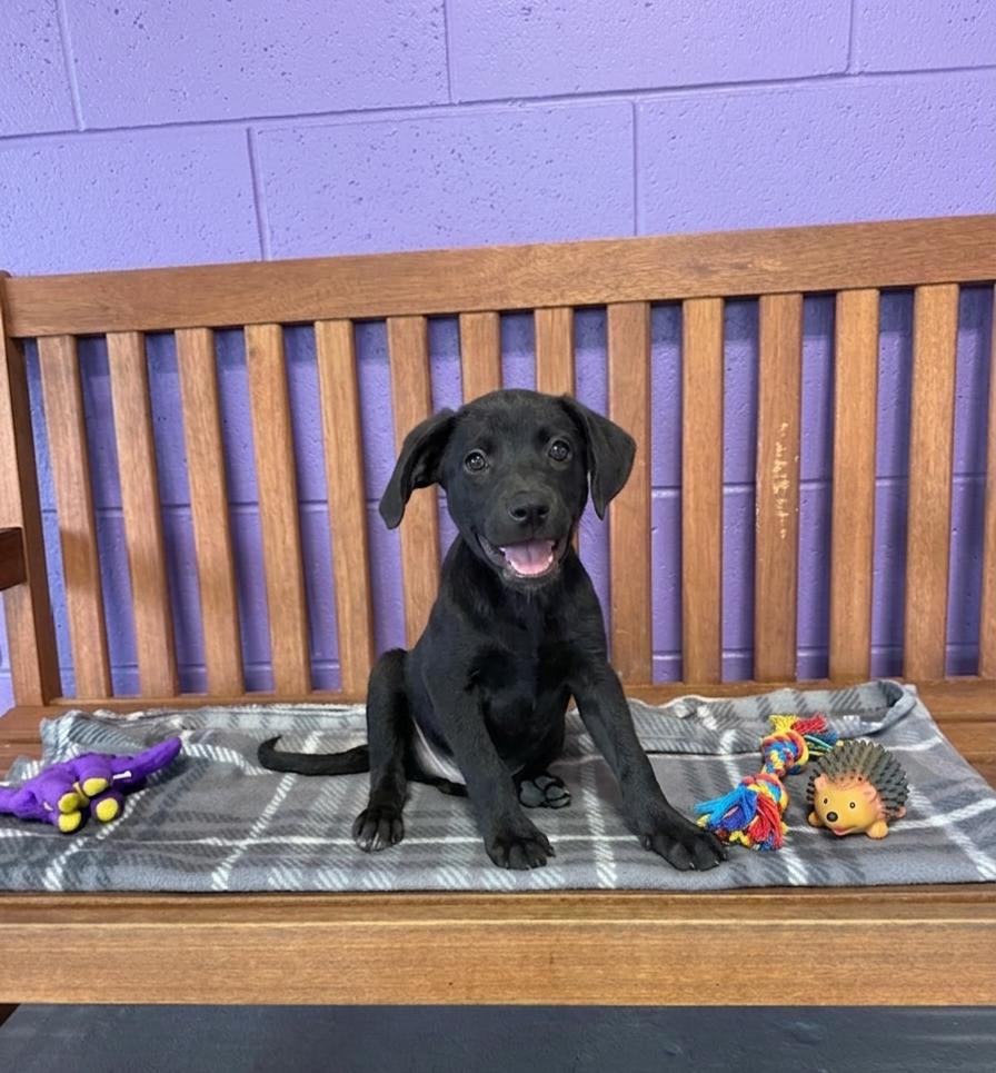 Enlarge **DEXTER**, a Adoptable Labrador Retriever in North Prairie, WI image 1/3