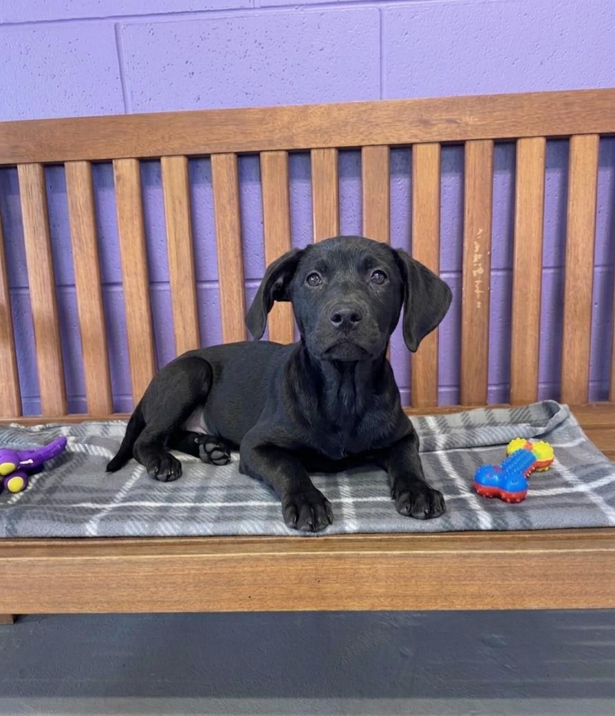 Enlarge **DEXTER**, a Adoptable Labrador Retriever in North Prairie, WI image 2/3