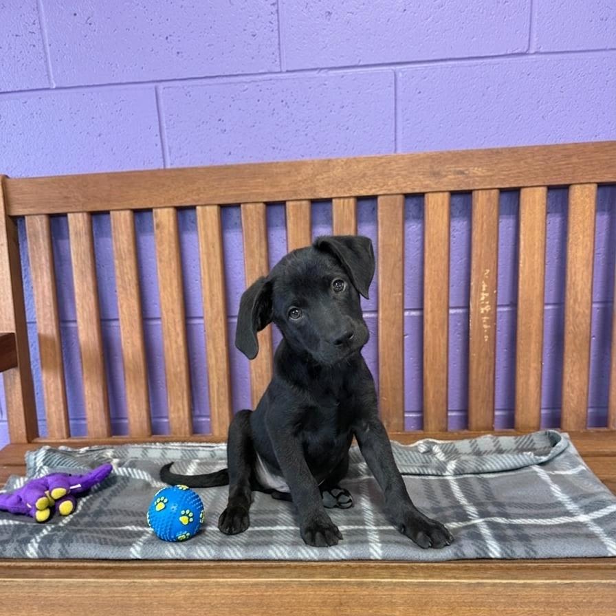 Enlarge **DEXTER**, a Adoptable Labrador Retriever in North Prairie, WI image 3/3