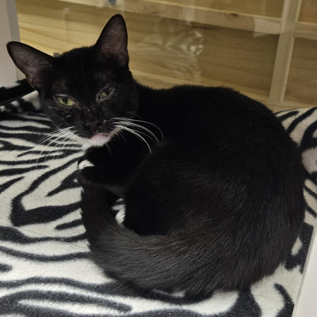 Louvre, Adoptable, Young Female Domestic Short Hair.