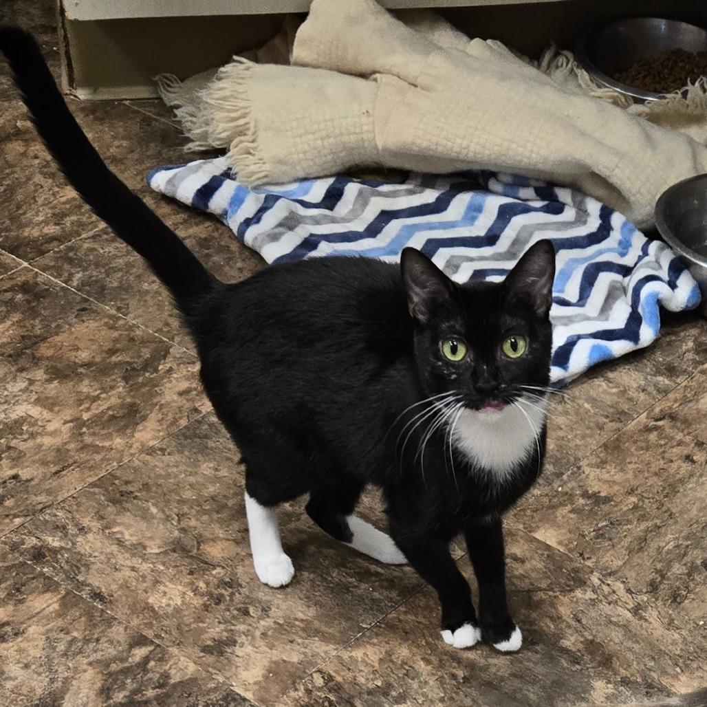 Enlarge Louvre, a Adoptable Domestic Short Hair in Westminster, CA image 2/3