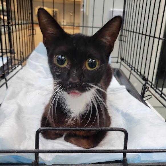 Enlarge Louvre, a Adoptable Domestic Short Hair in Westminster, CA image 2/2