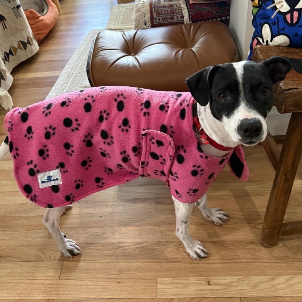 Bessie, Adoptable, Adult Female Pointer & Mixed Breed.