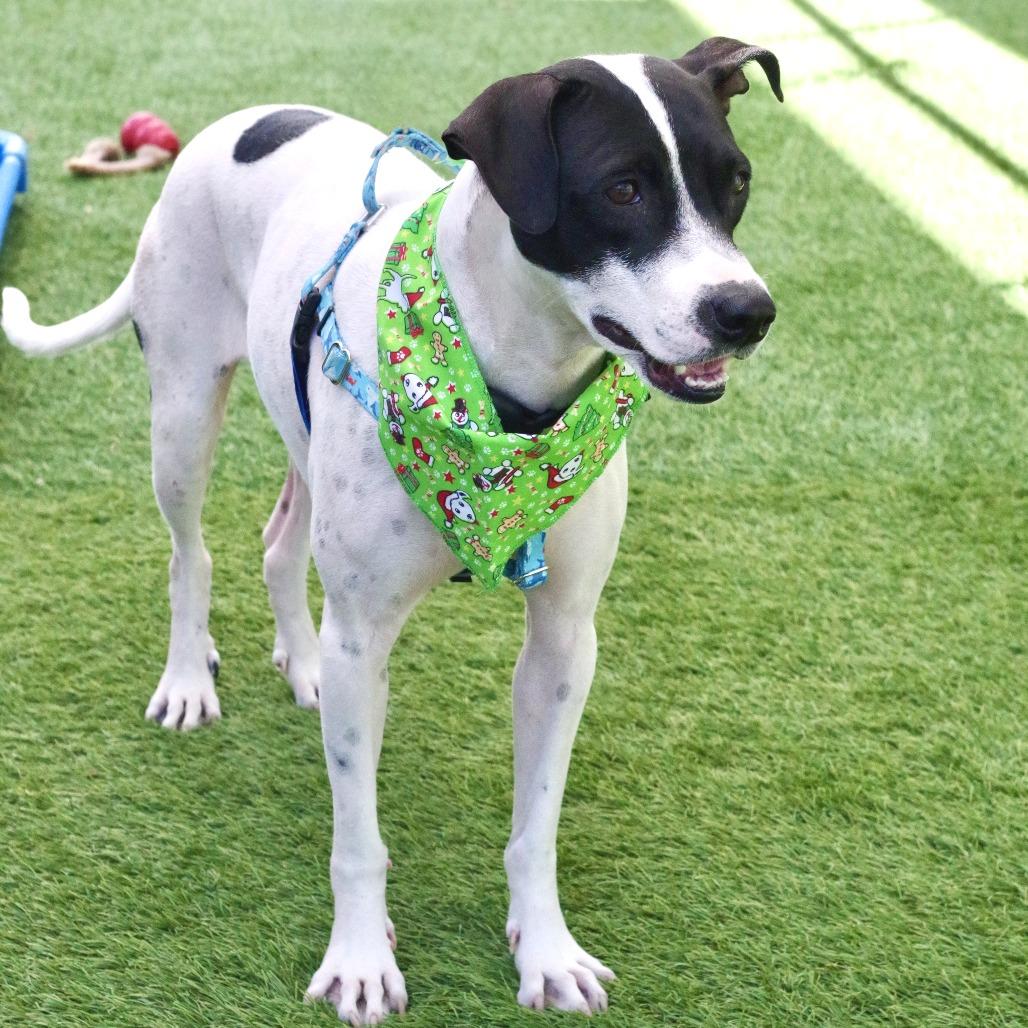 Bessie, Adoptable, Adult Female Pointer & Mixed Breed.