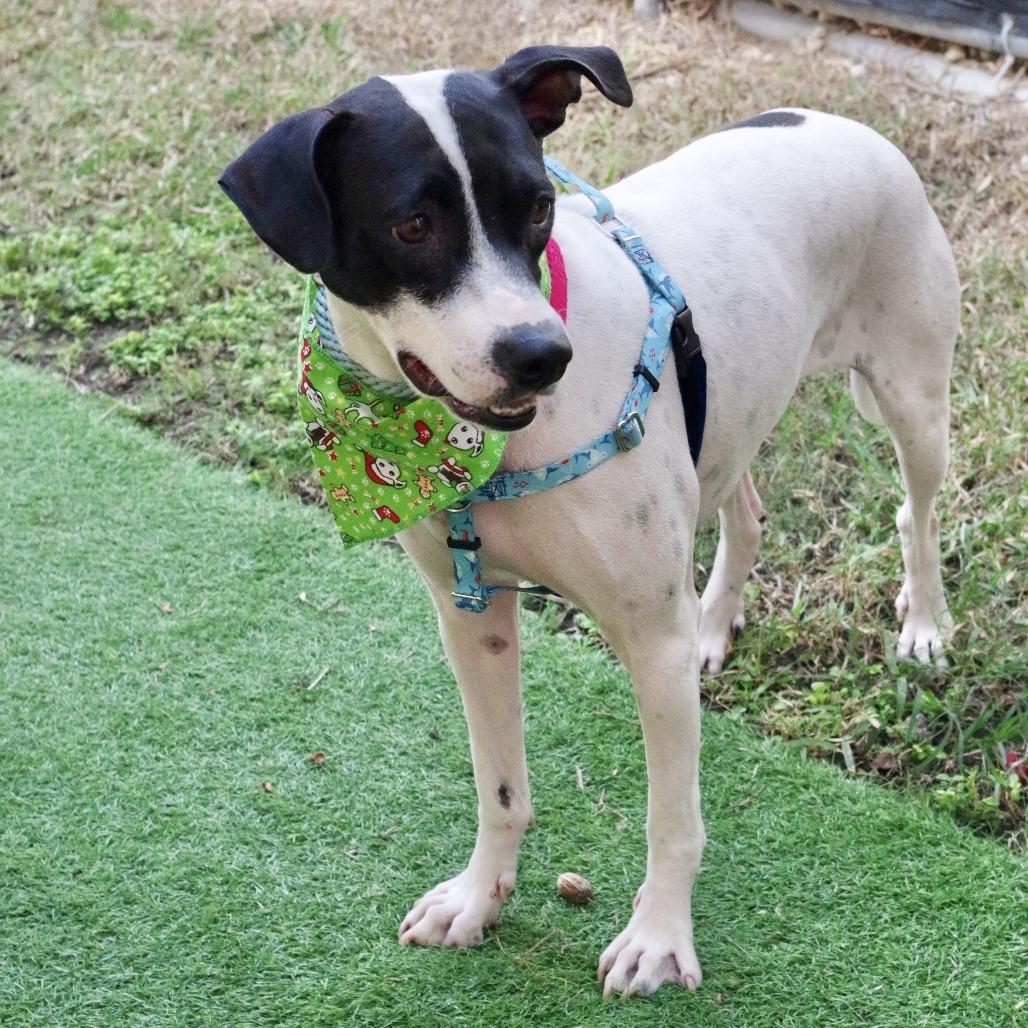 Bessie, a Adoptable mixed breed in Miami, FL image 2/6