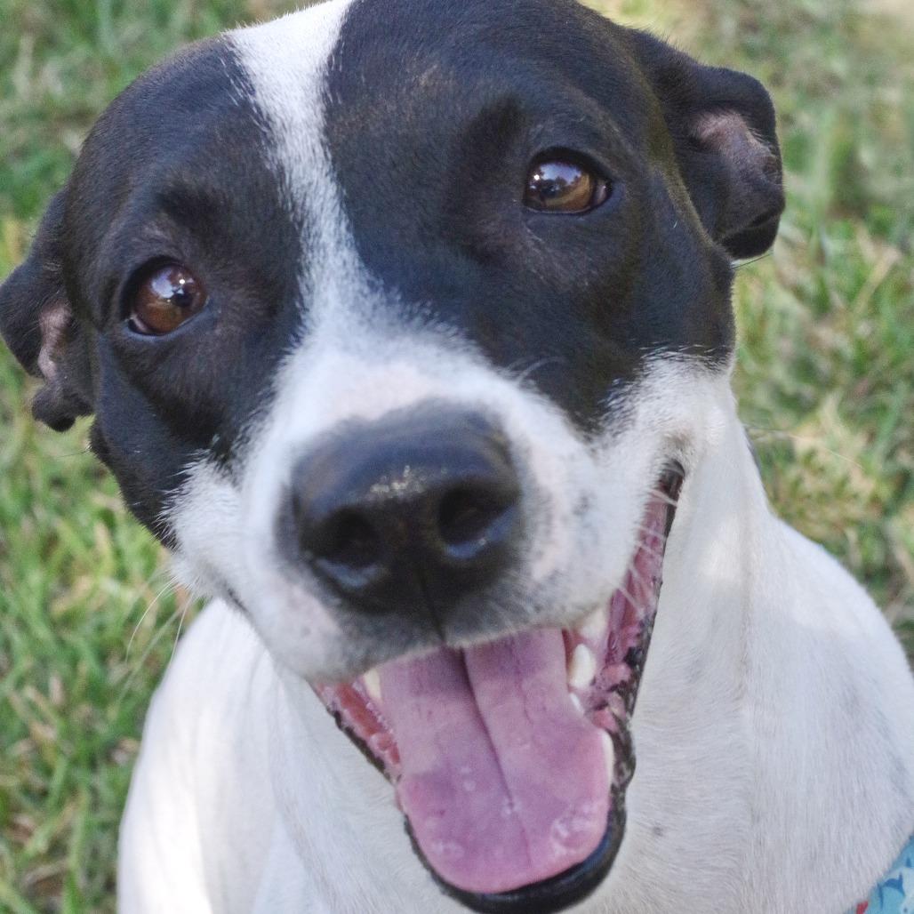 Bessie, Adoptable, Adult Female Pointer & Mixed Breed.