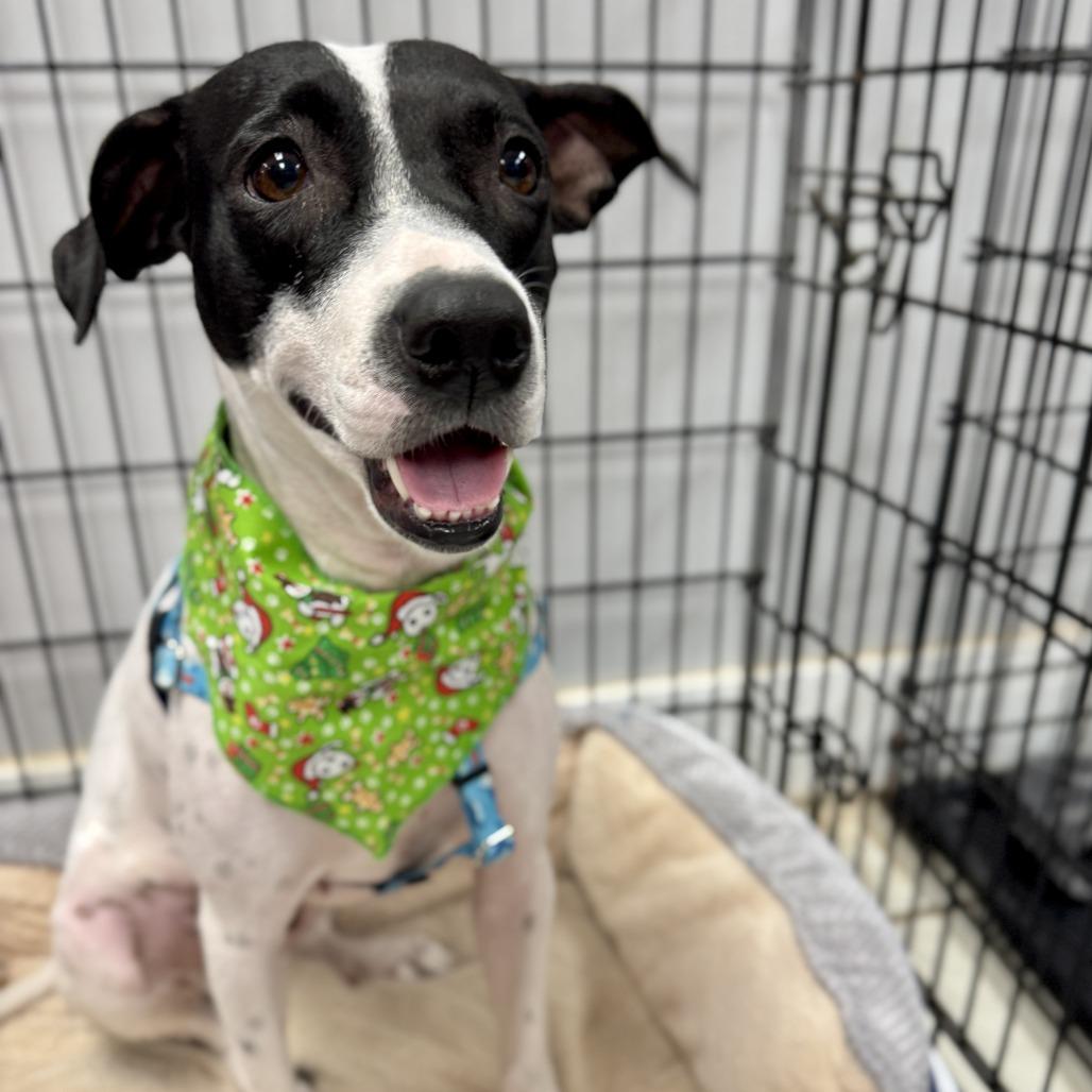 Bessie, a Adoptable mixed breed in Miami, FL image 3/6