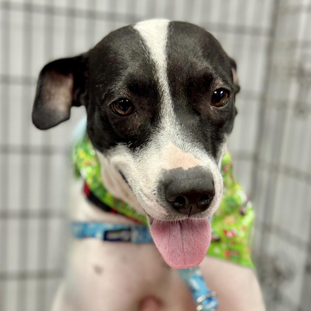 Enlarge Bessie, a Adoptable mixed breed in Miami, FL image 3/6