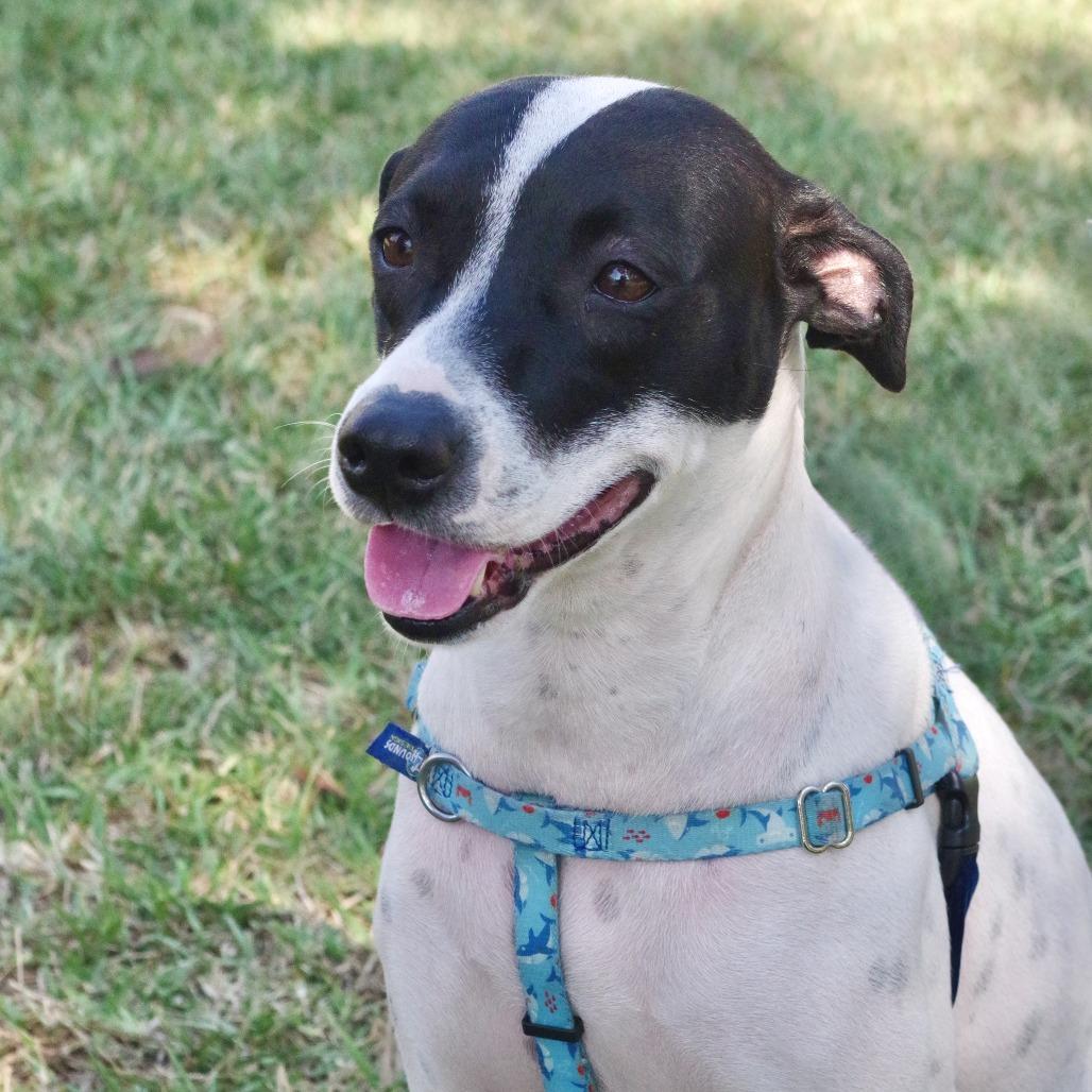 Bessie, Adoptable, Adult Female Pointer & Mixed Breed.