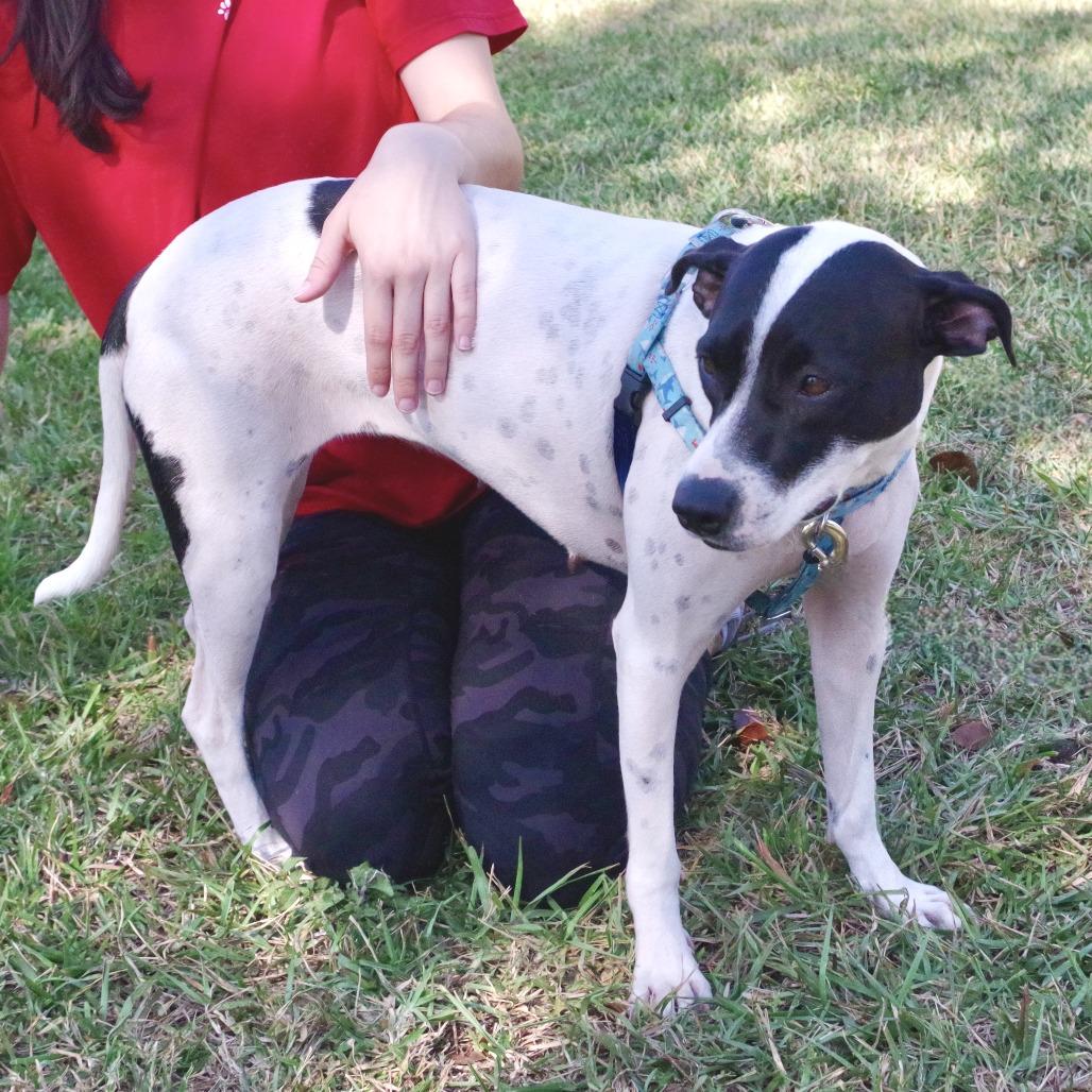 Enlarge Bessie, a Adoptable mixed breed in Miami, FL image 2/6