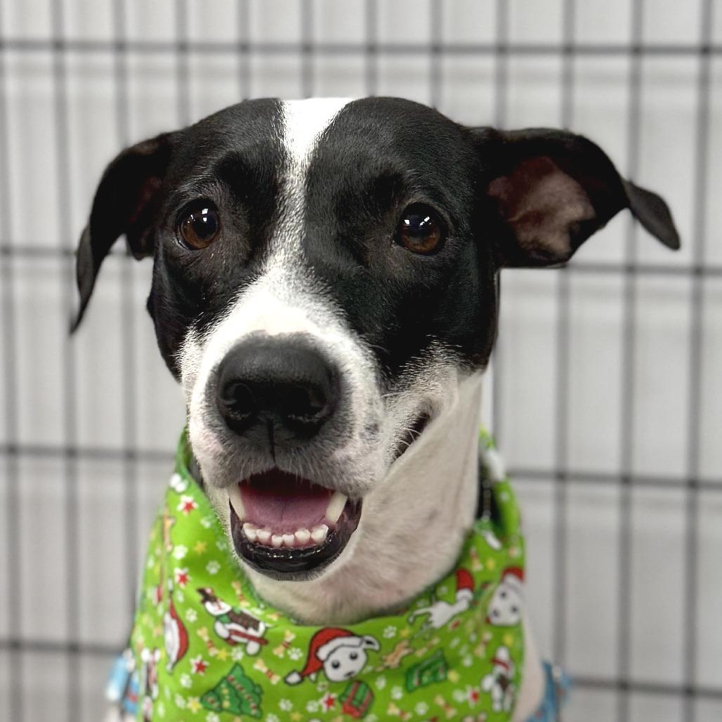 Bessie, a Adoptable mixed breed in Miami, FL image 4/6