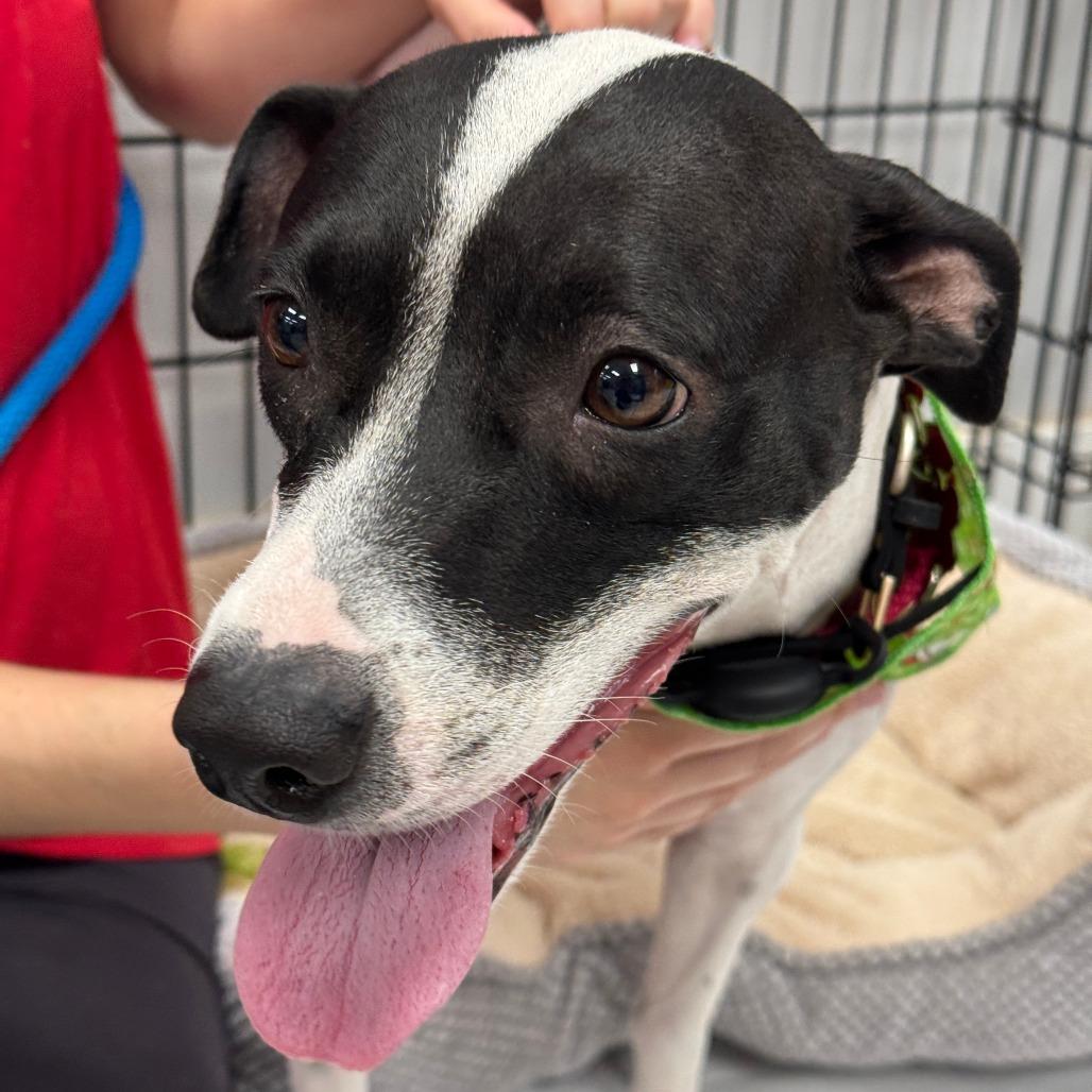 Bessie, a Adoptable mixed breed in Miami, FL image 5/6