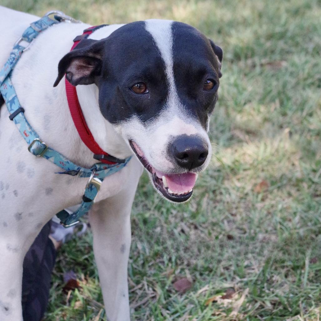 Enlarge Bessie, a Adoptable mixed breed in Miami, FL image 4/6