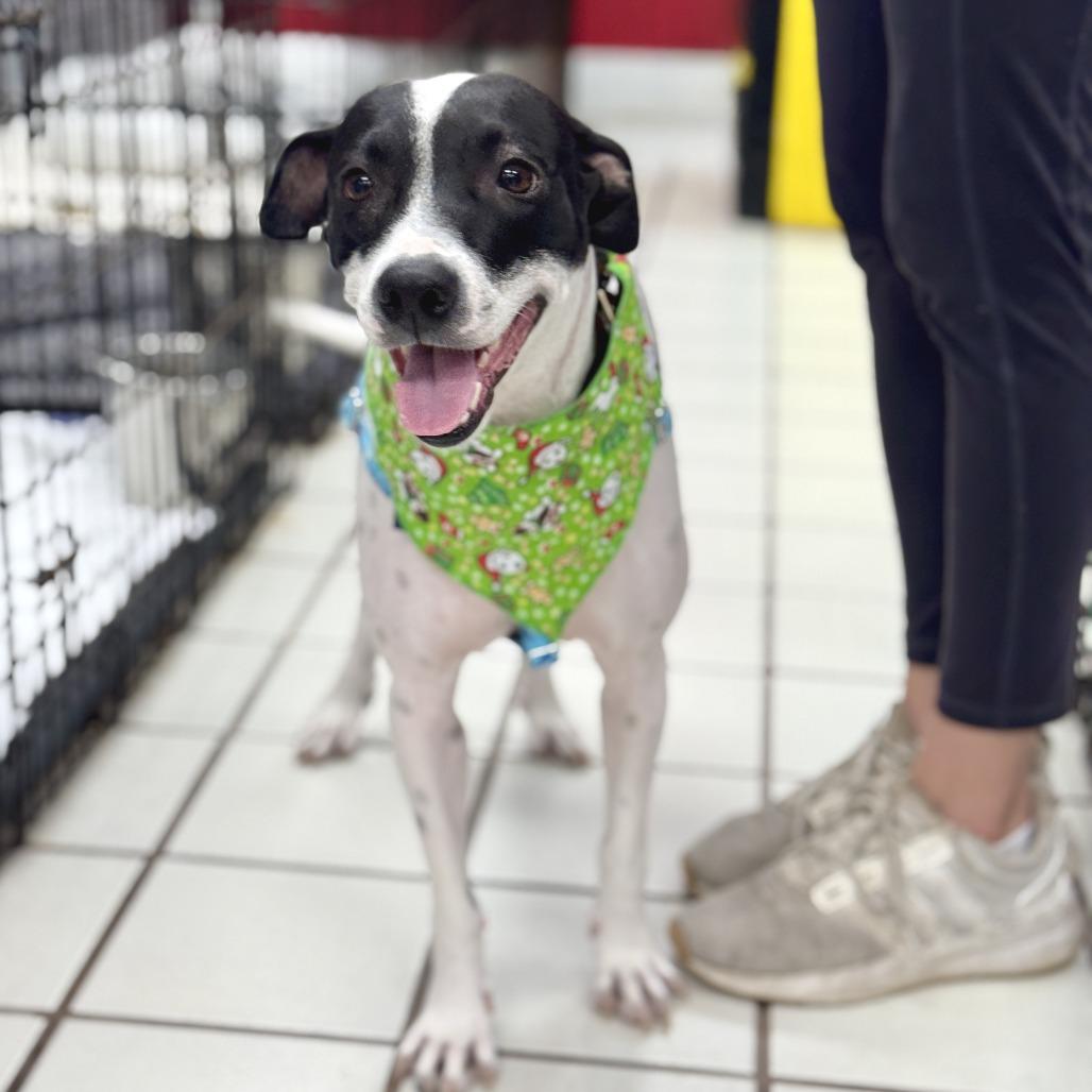 Enlarge Bessie, a Adoptable mixed breed in Miami, FL image 5/6