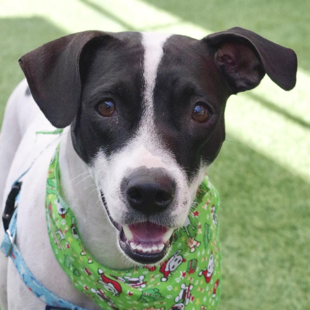 Bessie, a Adoptable mixed breed in Miami, FL image 6/6