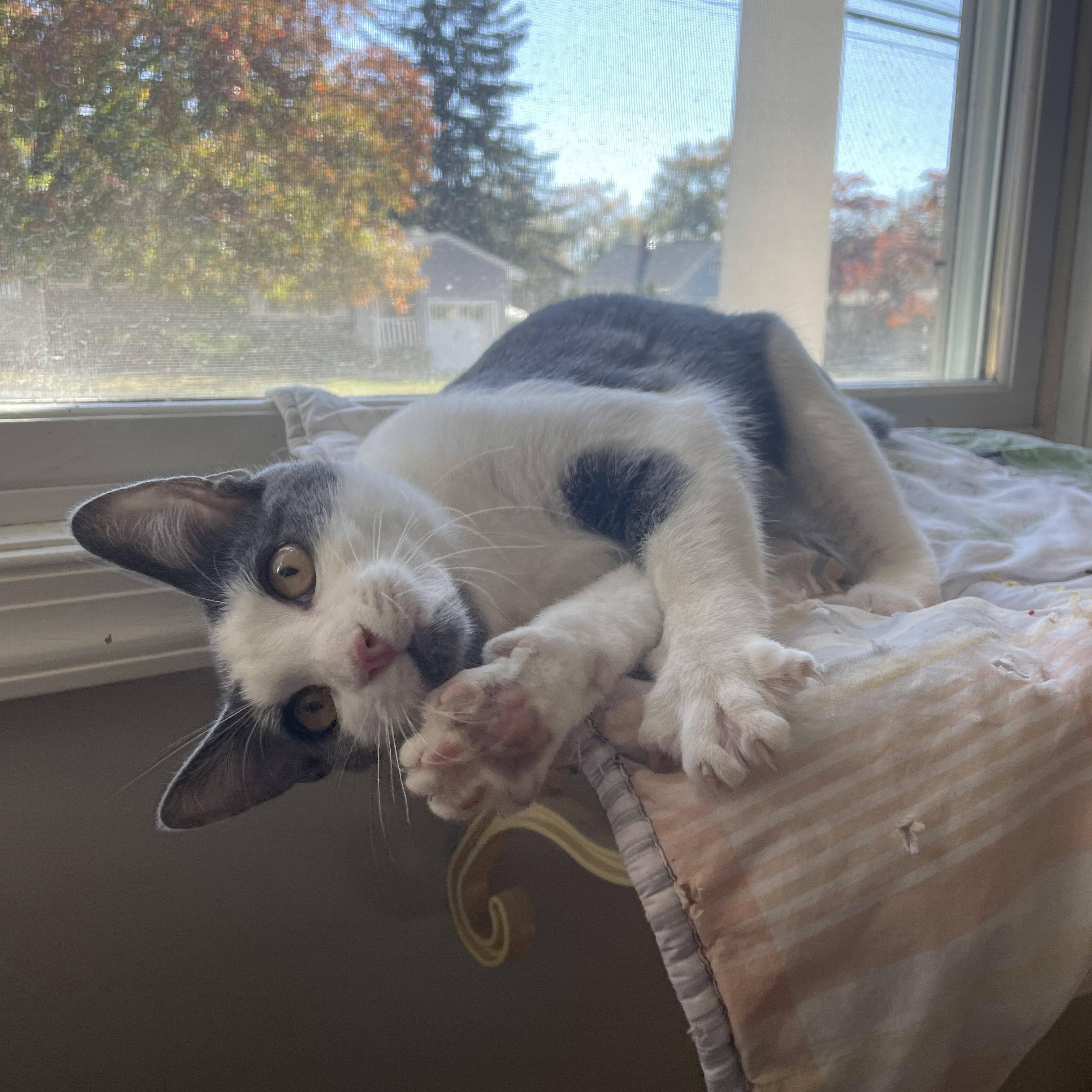 Sherry, a Adoptable Domestic Short Hair in Pompton Lakes, NJ image 2/3