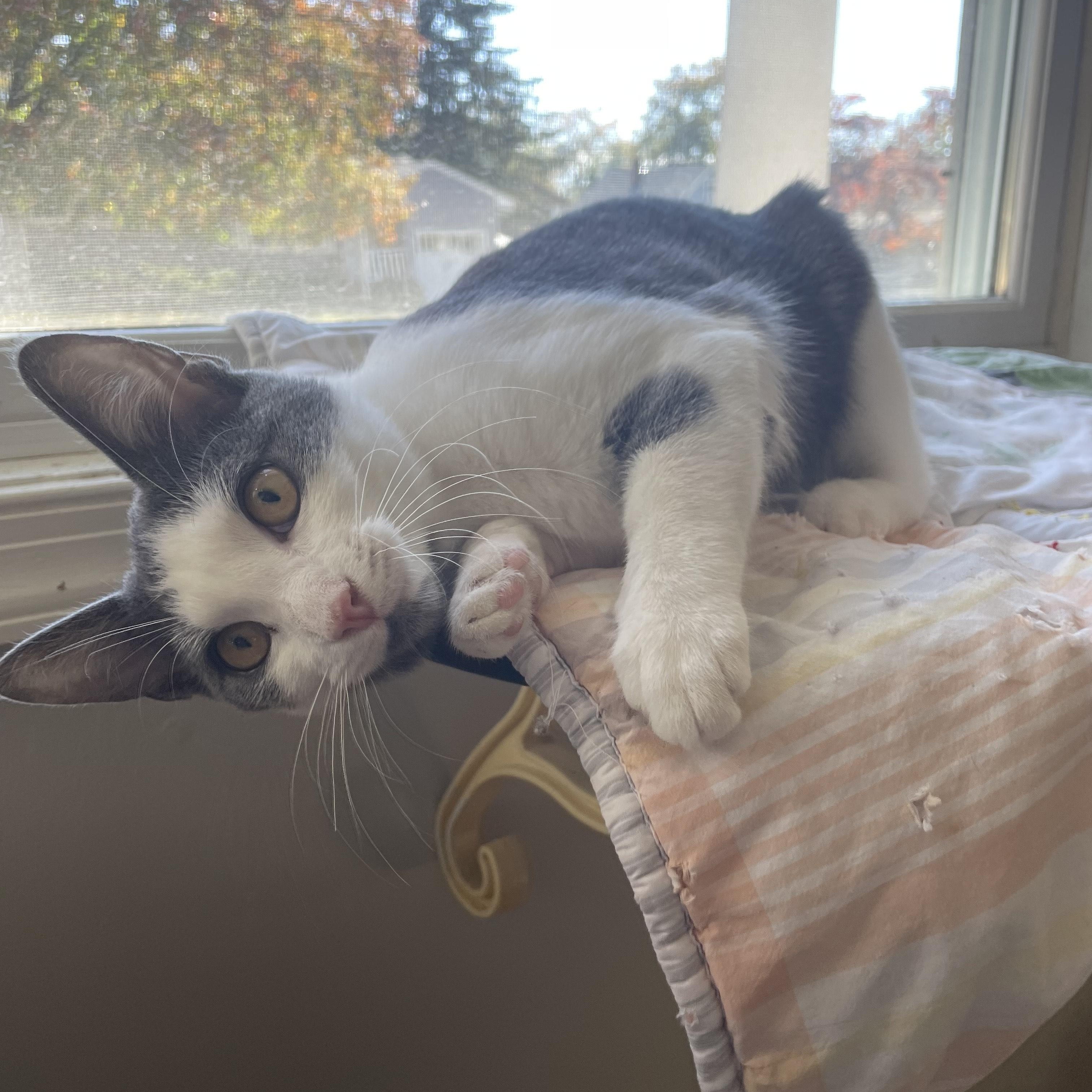 Sherry, Adoptable, Kitten Female Domestic Short Hair.