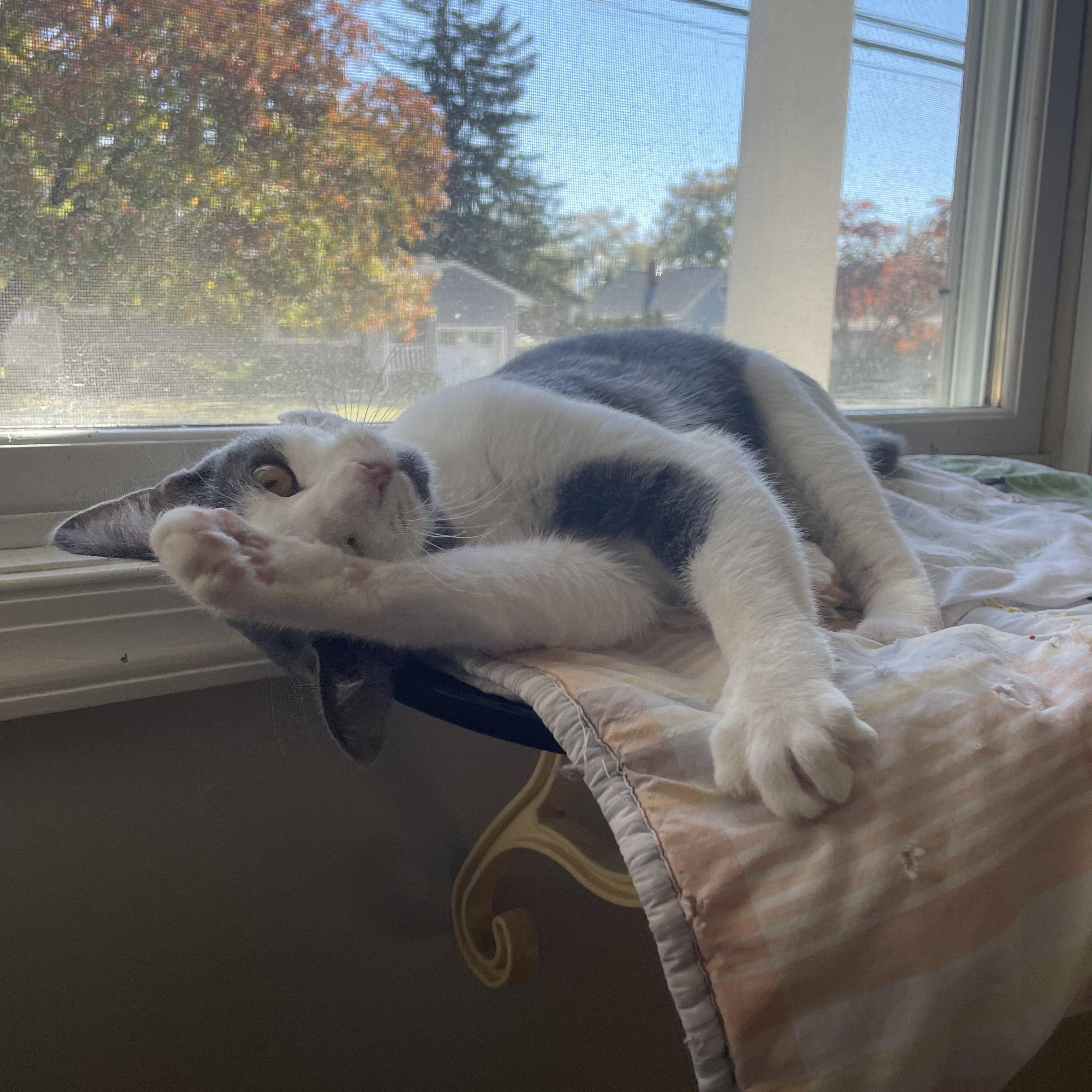 Sherry, a Adoptable Domestic Short Hair in Pompton Lakes, NJ image 3/3