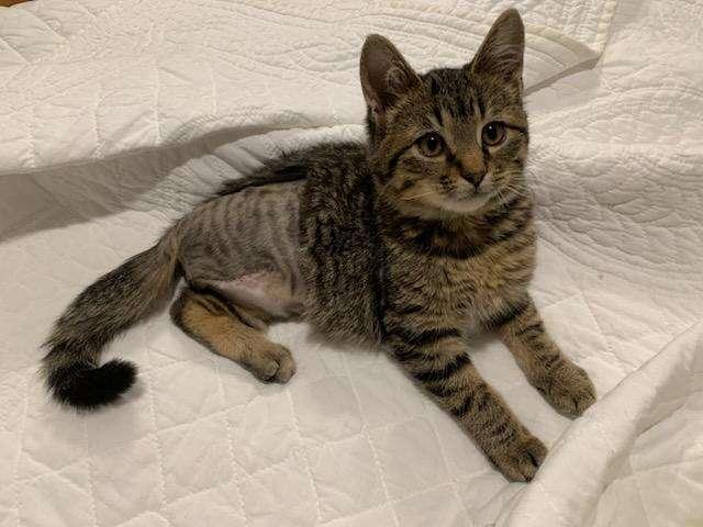 Sparrow - Party Animal