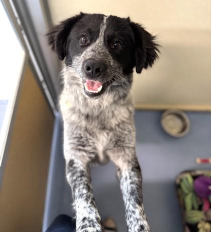 Gus, ADOPTABLE, Young Male Mixed Breed.