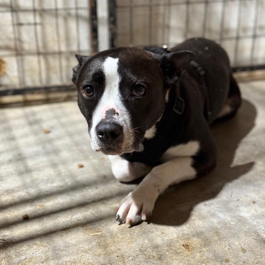 Enlarge Noaly, a Adoptable mixed breed in Fort Smith, AR image 1/2