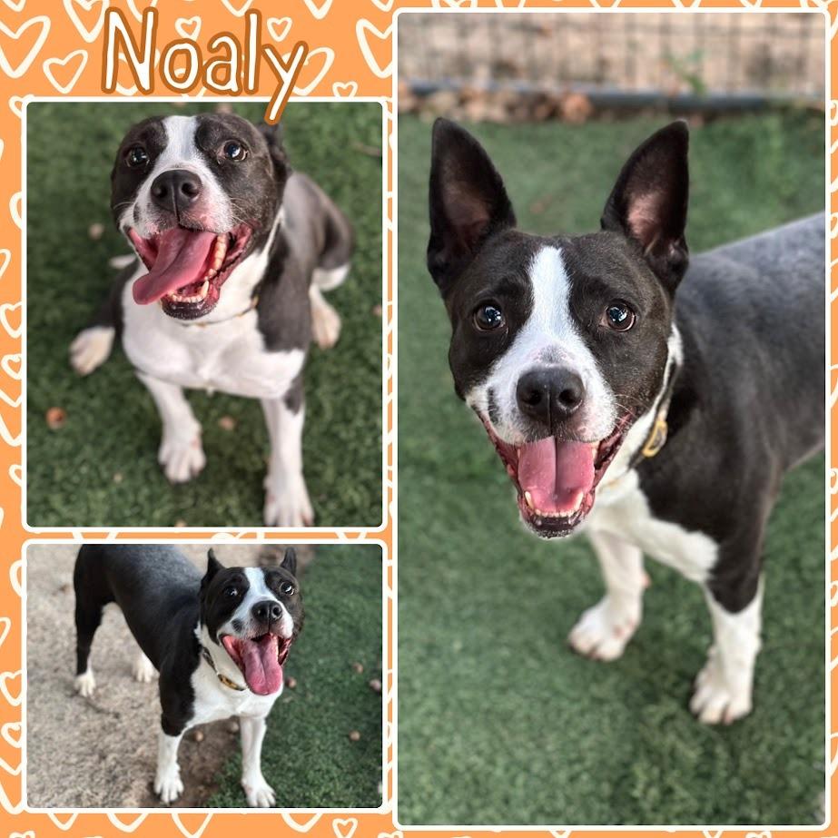 Enlarge Noaly, a Adoptable mixed breed in Fort Smith, AR image 2/2
