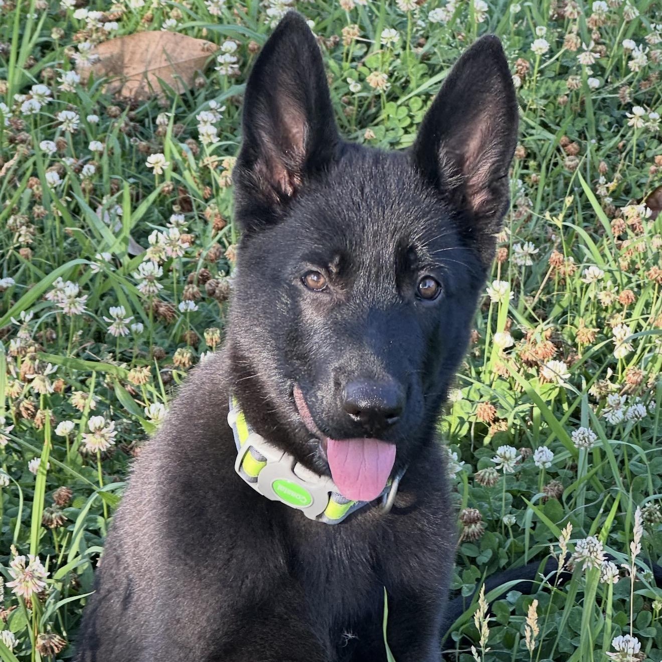 Laika, Adoptable, Puppy Female German Shepherd Dog.