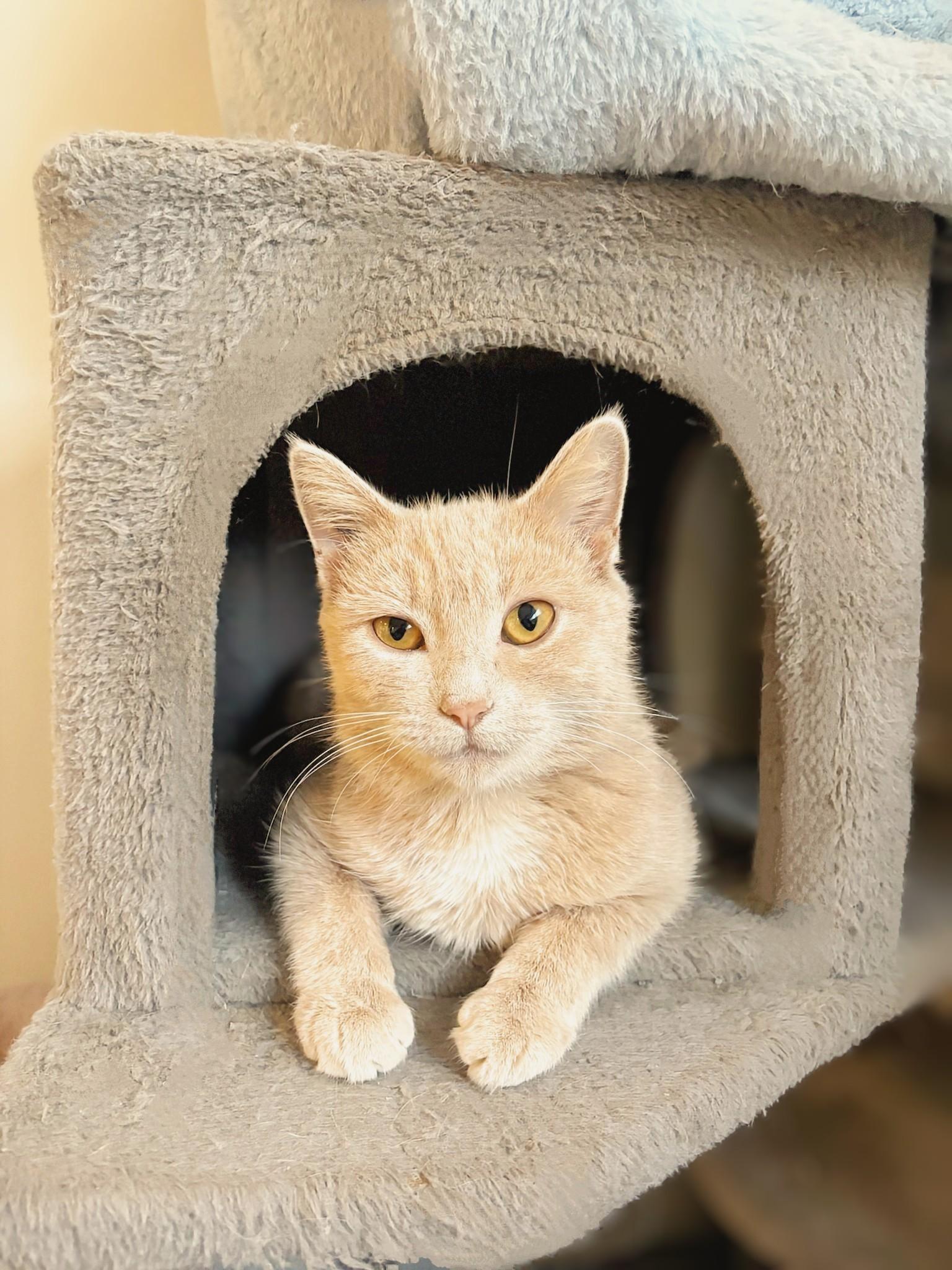 Pumpkin, an adoptable Domestic Short Hair in Winnipeg, MB, R2L 0L6 | Photo Image 5