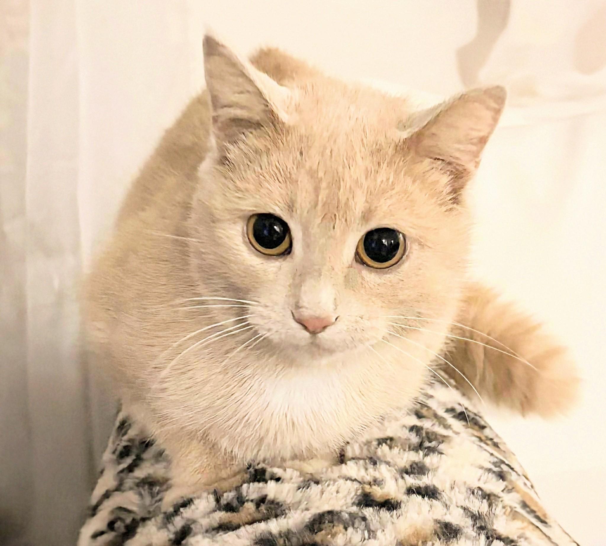 Pumpkin, a Adoptable Domestic Short Hair in Winnipeg, MB image 5/5