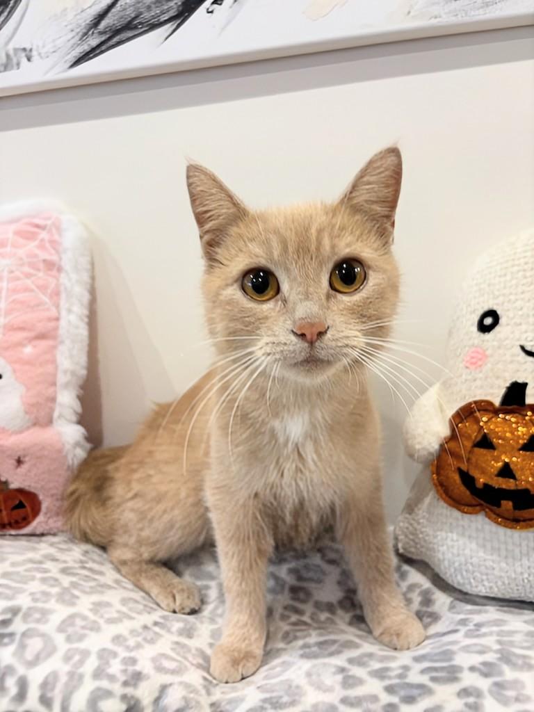 Pumpkin, a Adoptable Domestic Short Hair in Winnipeg, MB image 3/5