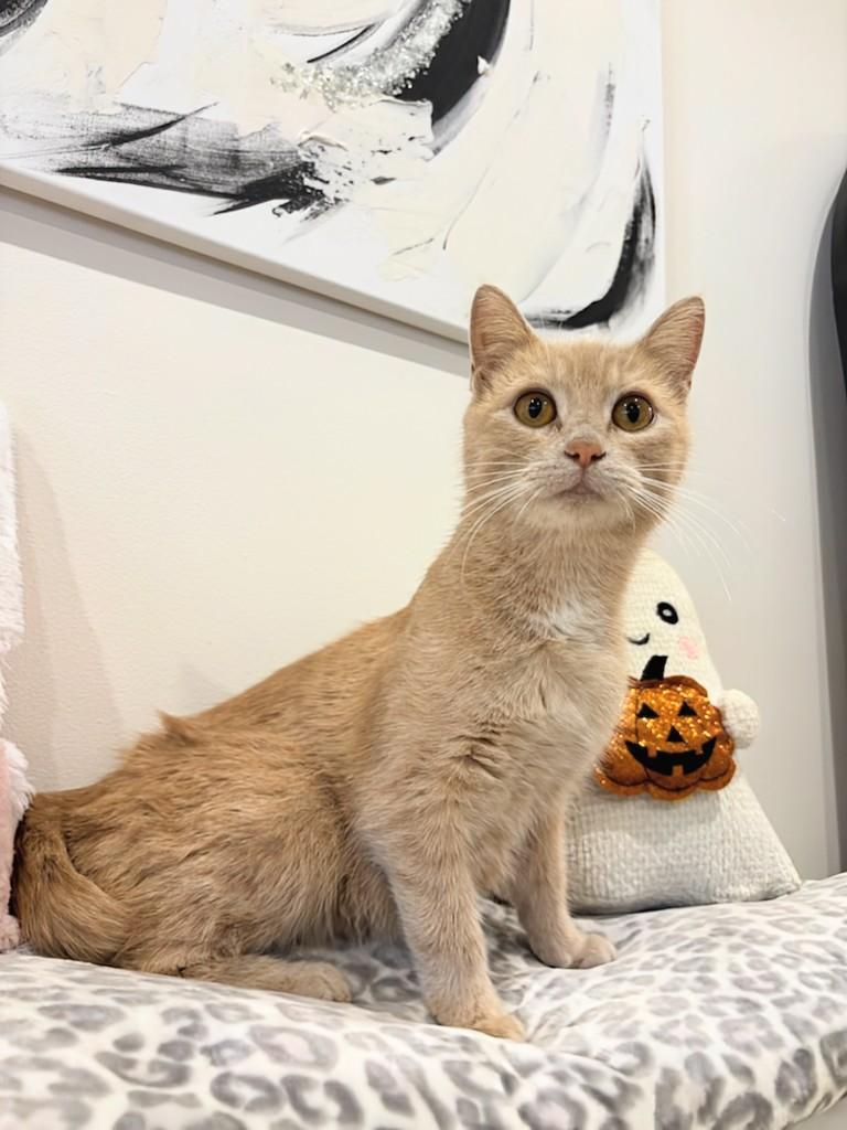 Pumpkin, a Adoptable Domestic Short Hair in Winnipeg, MB image 1/5