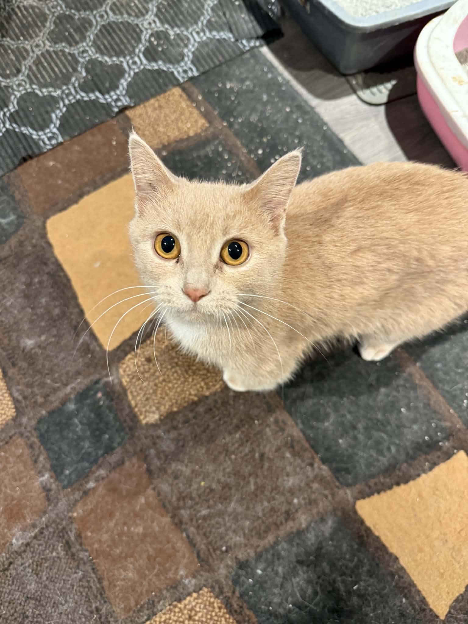 Pumpkin, a Adoptable Domestic Short Hair in Winnipeg, MB image 2/5