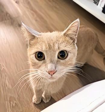 Pumpkin, an adoptable Domestic Short Hair in Winnipeg, MB, R2L 0L6 | Photo Image 4