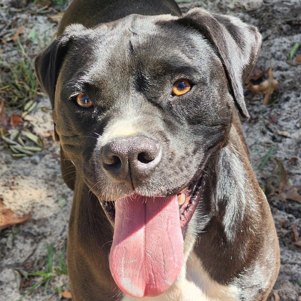 Tyson (Mike), Adoptable, Adult Male Boxer & Labrador Retriever.