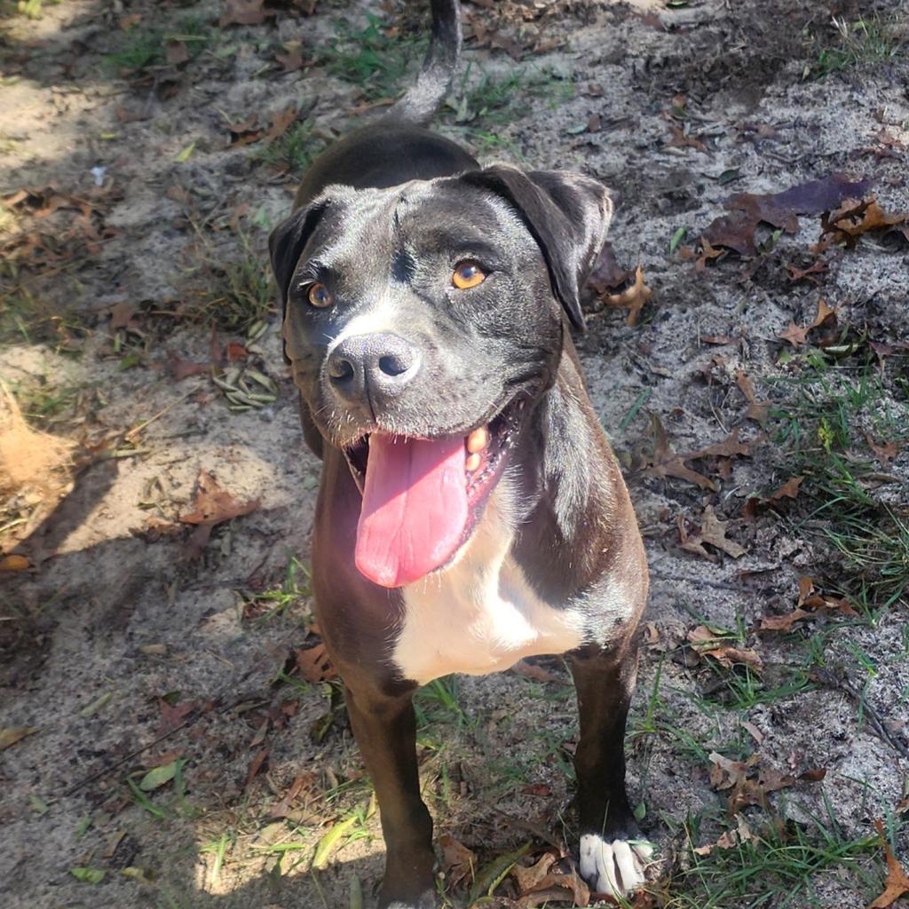 Enlarge Tyson (Mike), a Adoptable mixed breed in Lexington, SC image 2/2