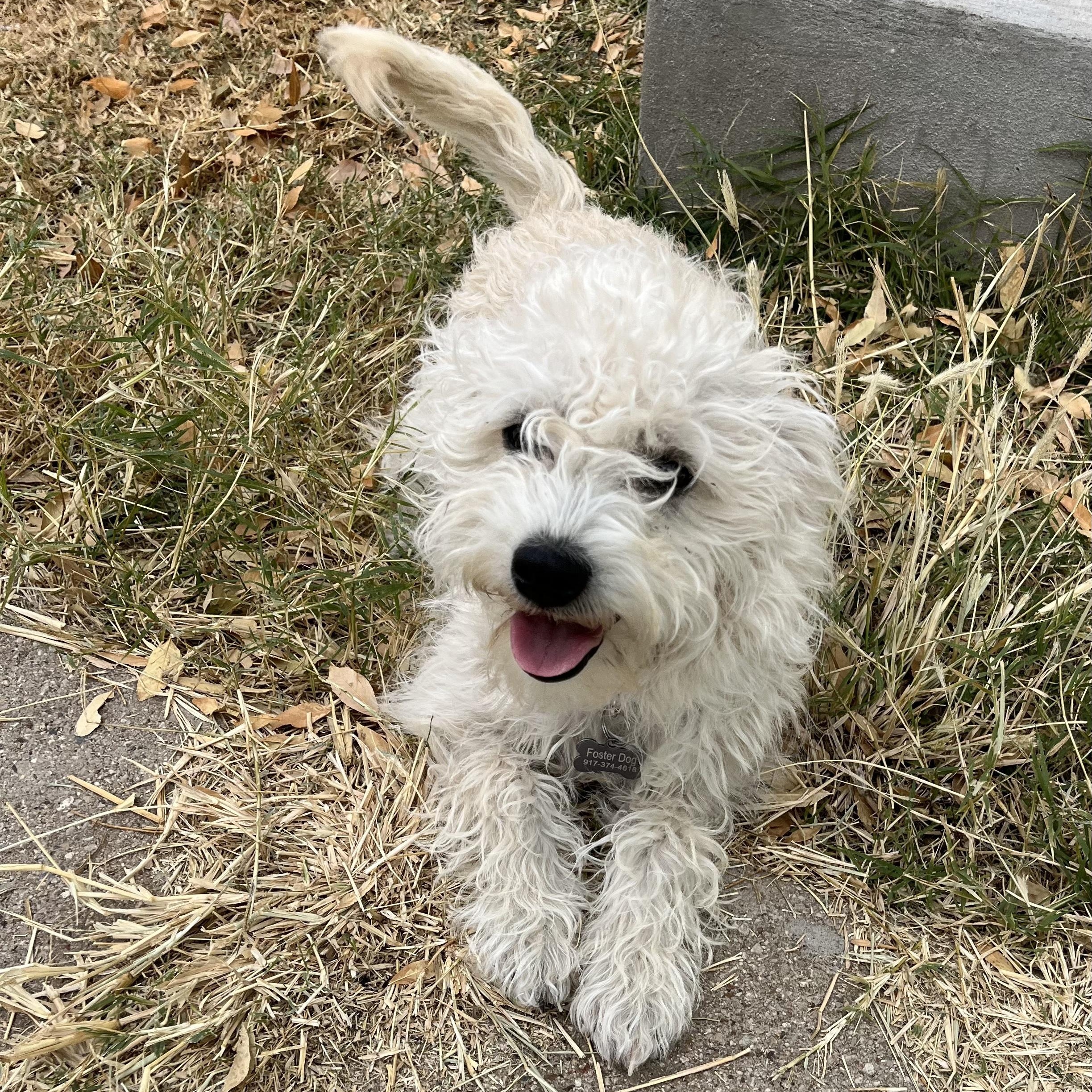 Enlarge Maude, a ADOPTABLE mixed breed in Marfa, TX image 1/6
