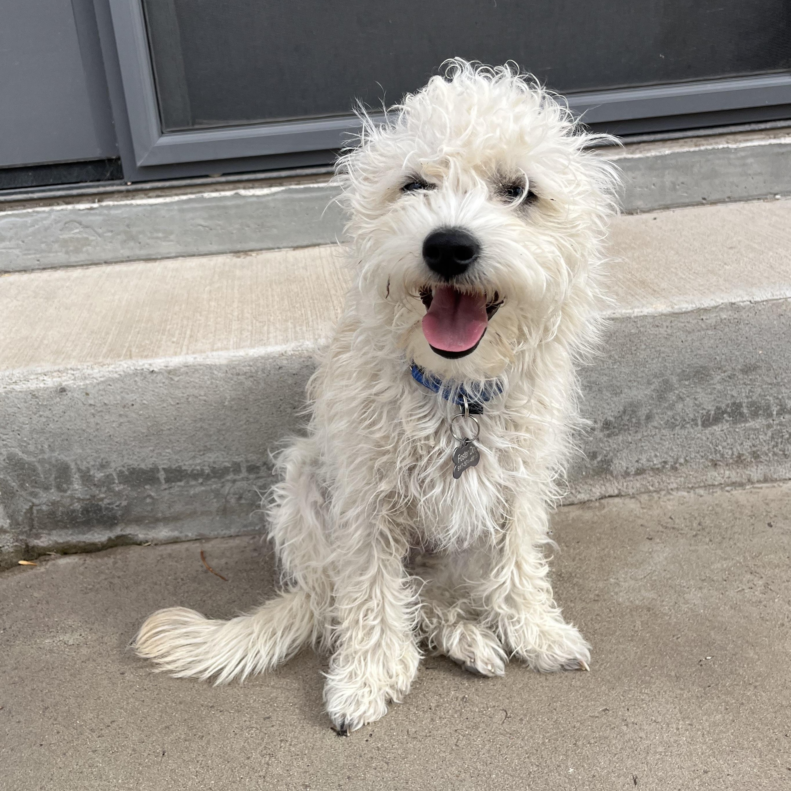 Enlarge Maude, a ADOPTABLE mixed breed in Marfa, TX image 6/6