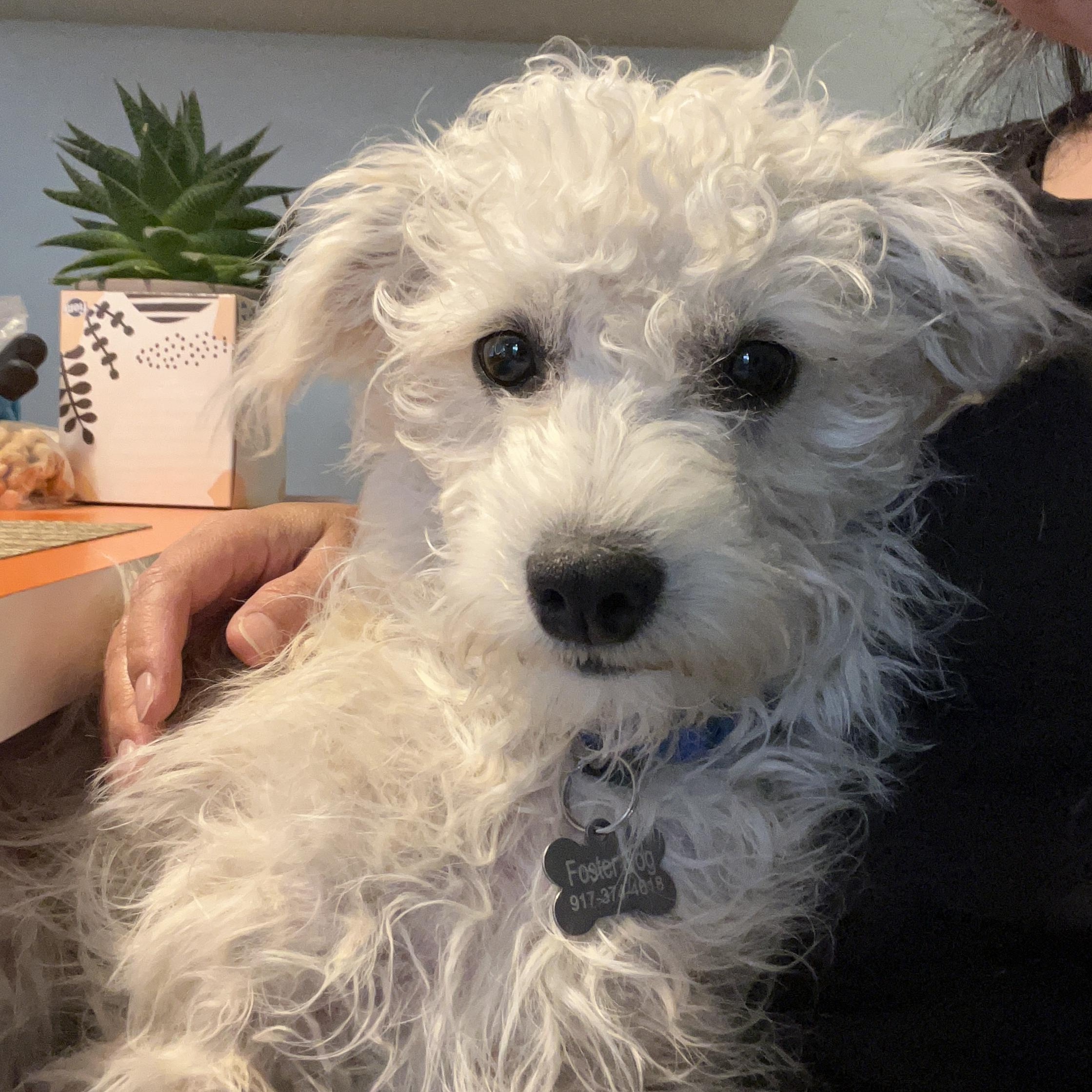 Enlarge Maude, a ADOPTABLE mixed breed in Marfa, TX image 5/6