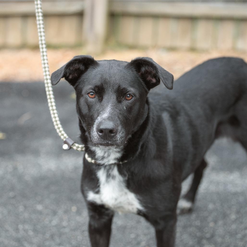 JoJo, a Adoptable Mixed Breed in Chester Springs, PA image 6/6