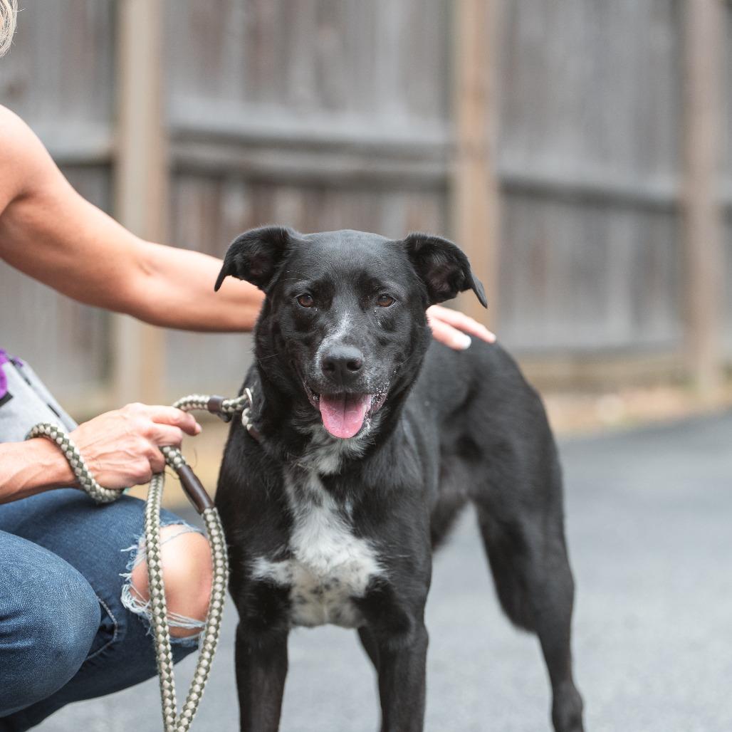 JoJo, a Adoptable Mixed Breed in Chester Springs, PA image 2/6