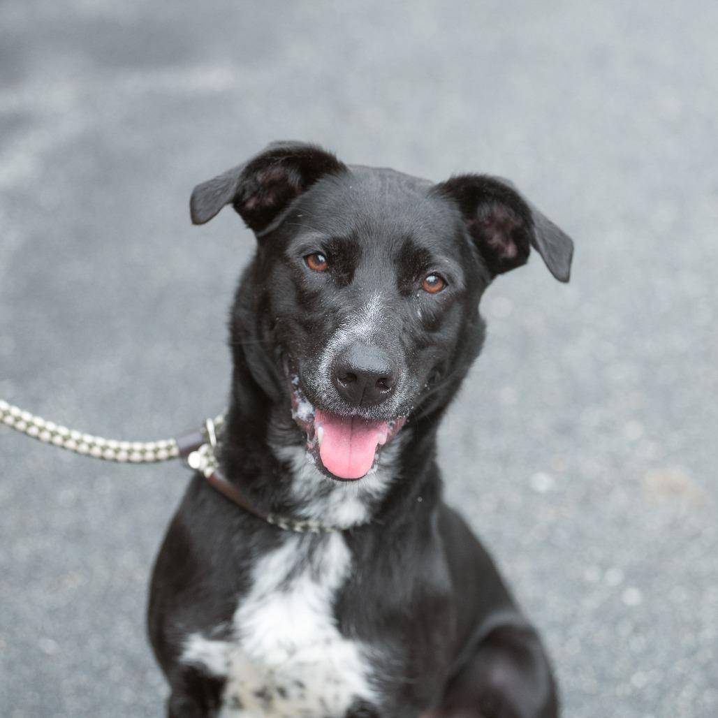 JoJo, Adoptable, Adult Female Mixed Breed.
