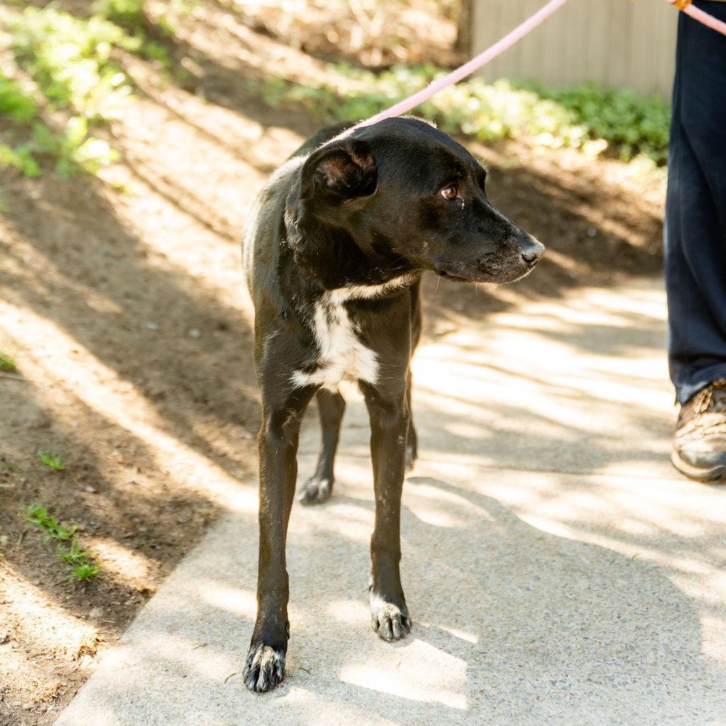 JoJo, a Adoptable Mixed Breed in Chester Springs, PA image 5/6